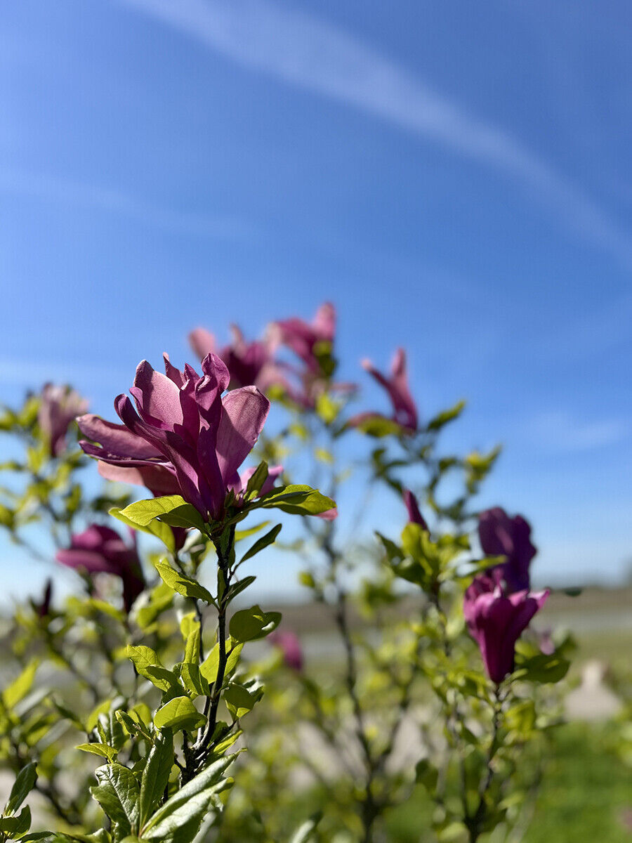 Magnolia Susan