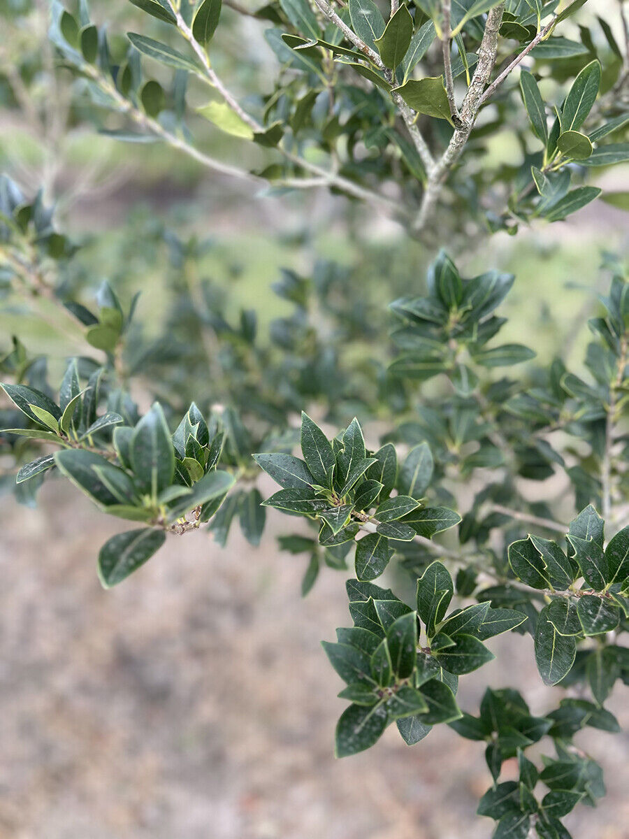 Osmantus Heterepyllus