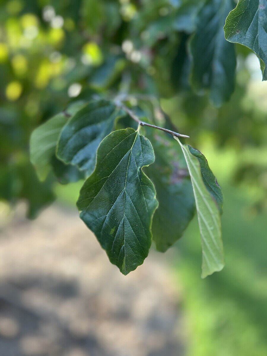 Parrotia Persica