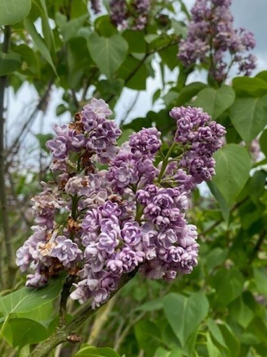 Seringa Vulgaris Michel Buchne