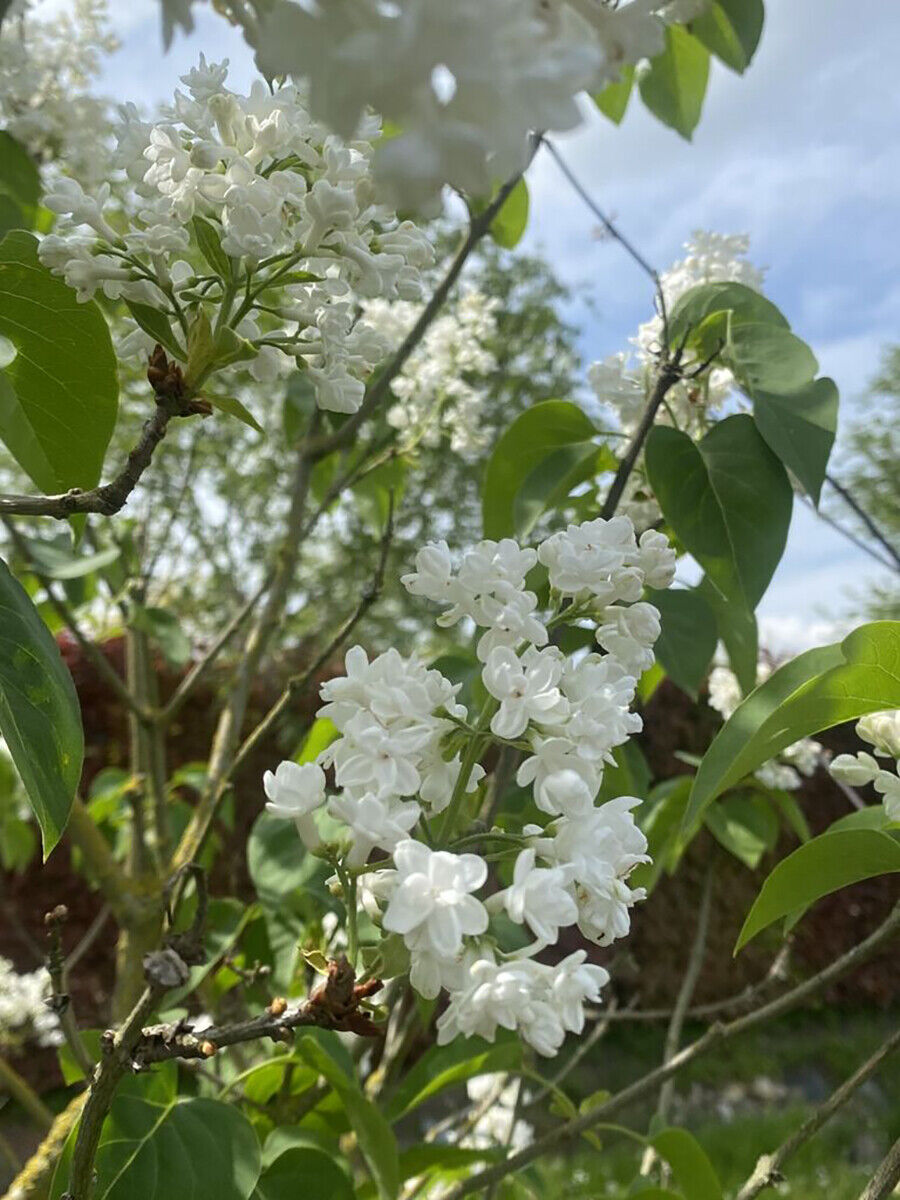 Seringa Vulgaris Mme Lemoine