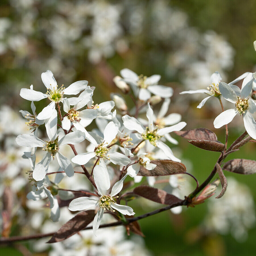 -amelanchier-lamarckii