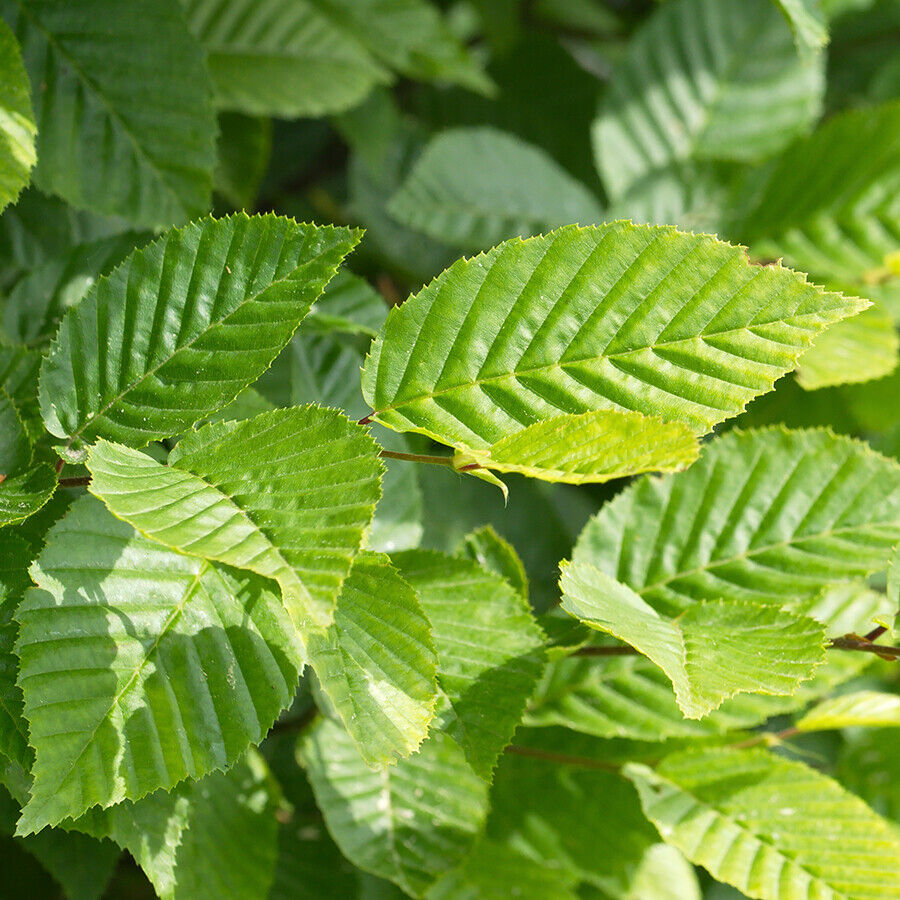 -carpinus-betulus