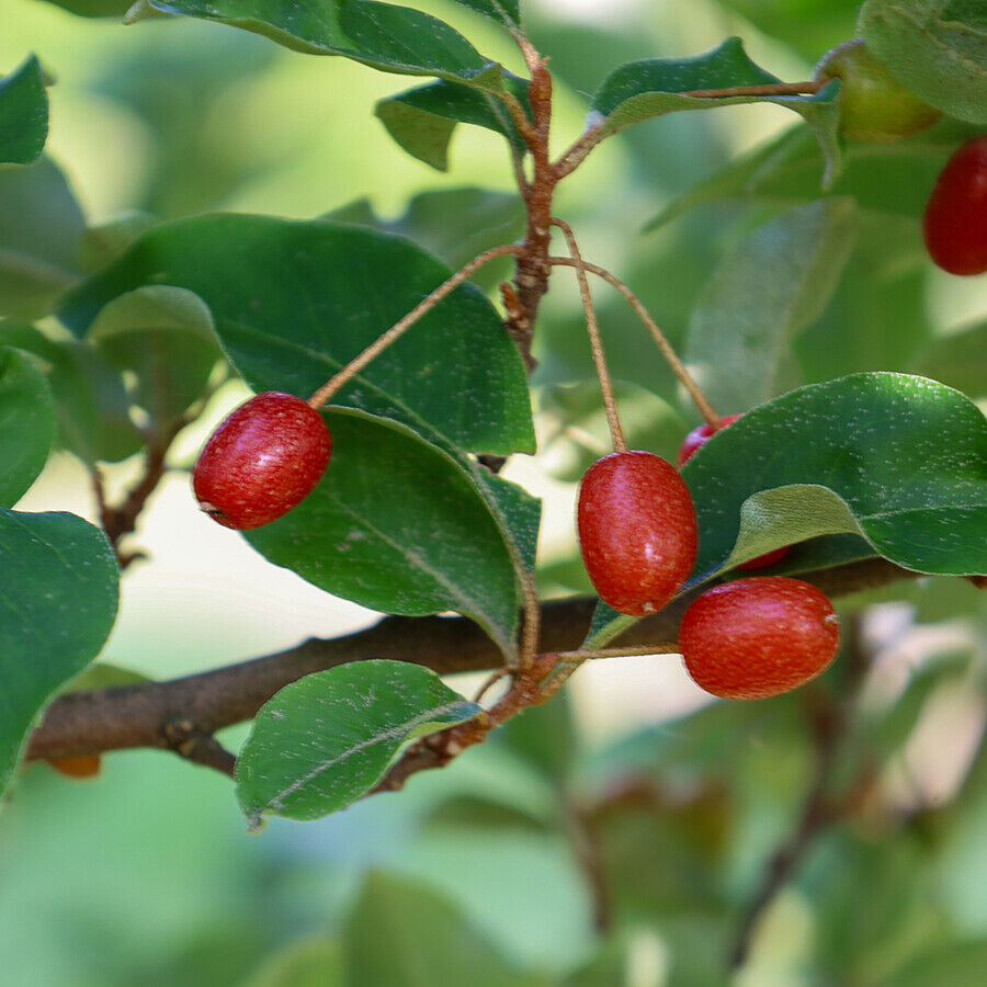 -eleagnus-umb-red-cascade