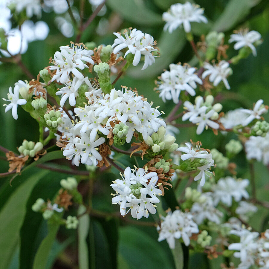 -heptacodium-miconodes-900