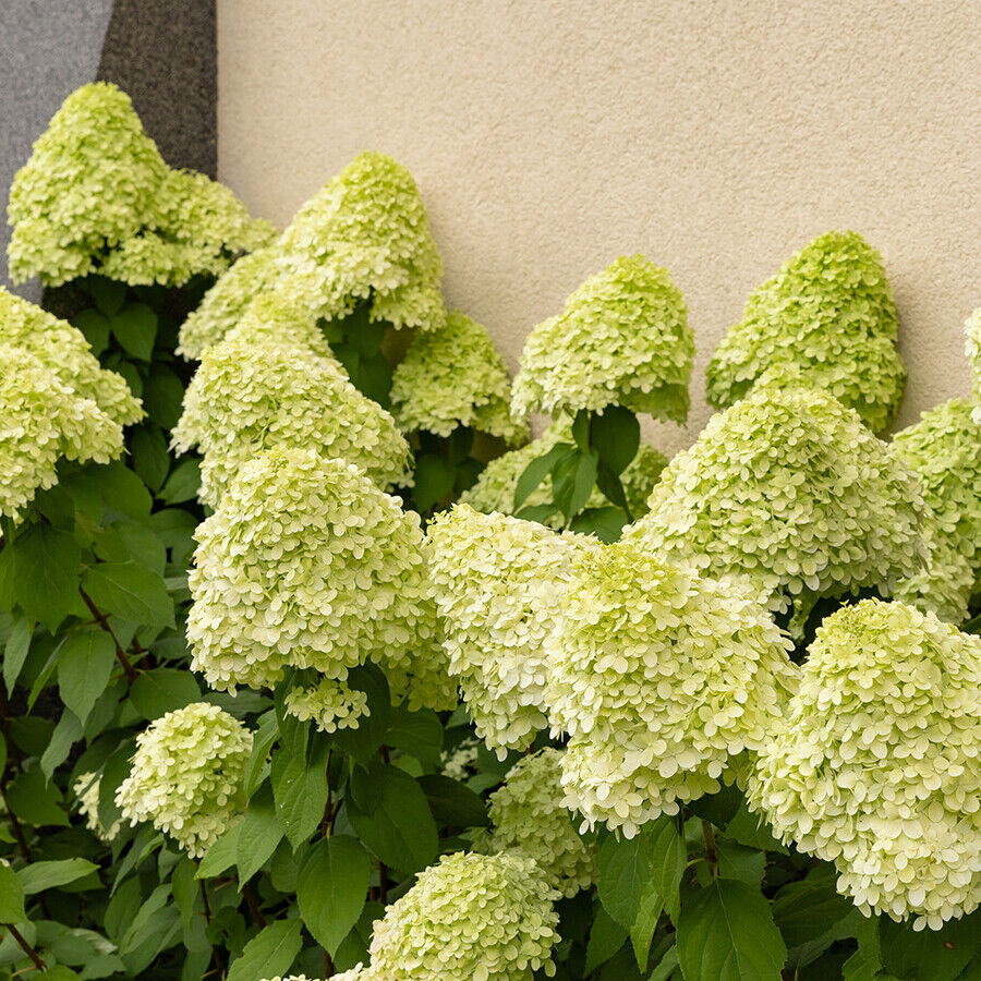 -hydrangea-pan-limelight