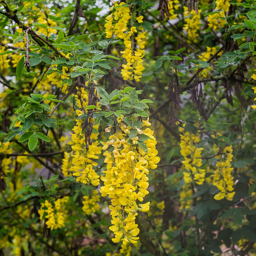 -koelreutia-paniculata