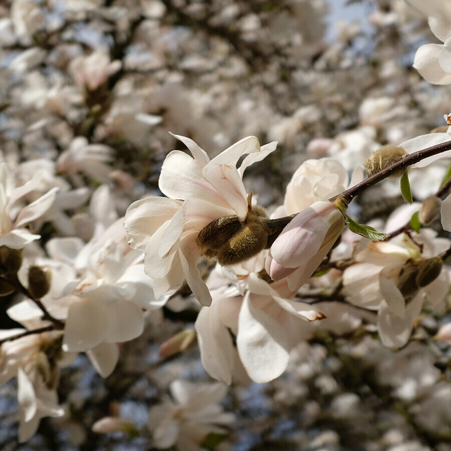 -magnolia-loebneri