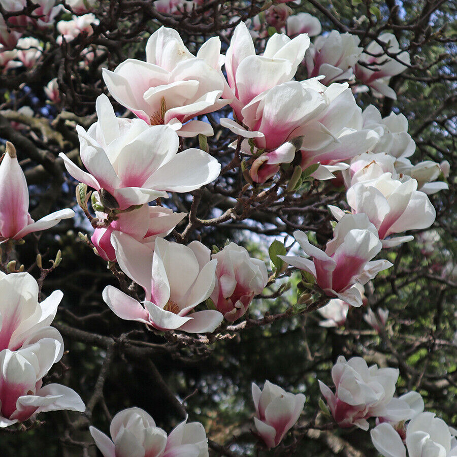 -magnolia-soulangeana