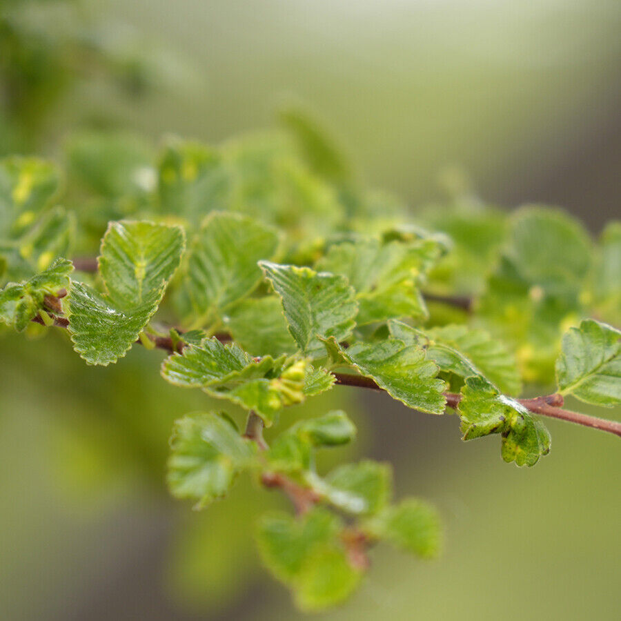 -nothofagus