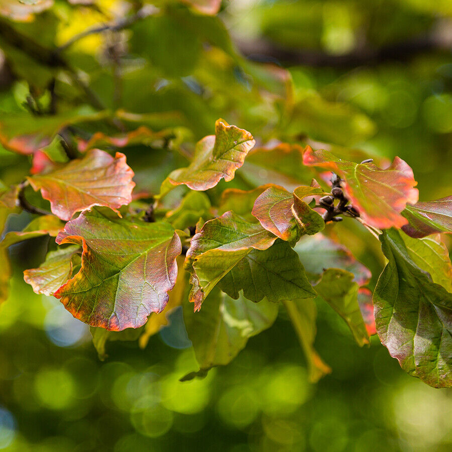 -parrotia-persica