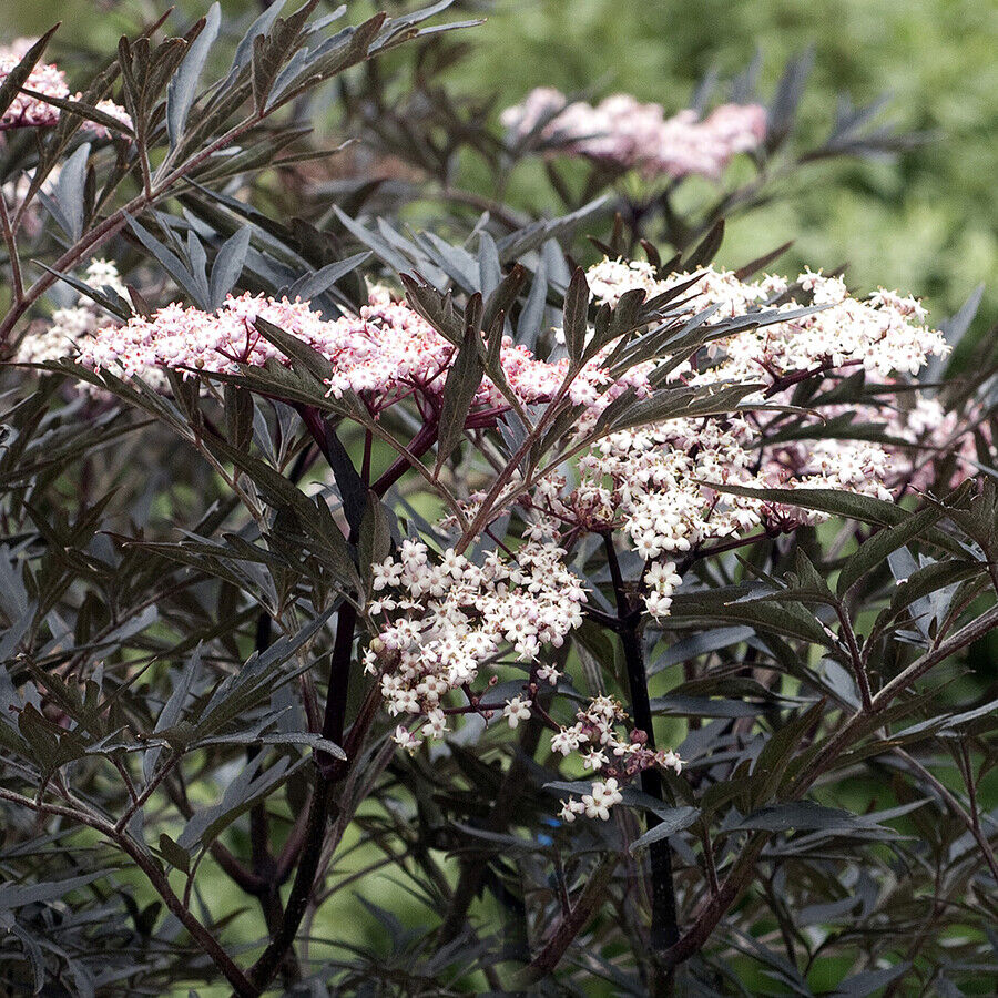 -sambucus-nigra black lace