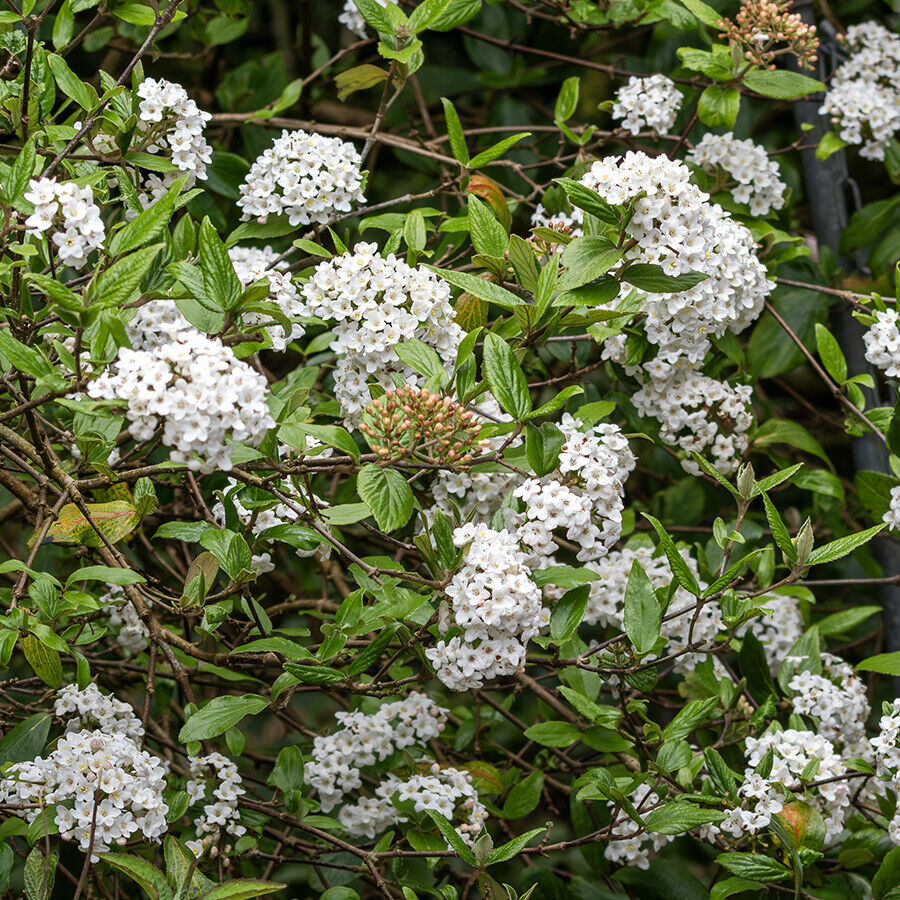 -viburnum-burkwoodii