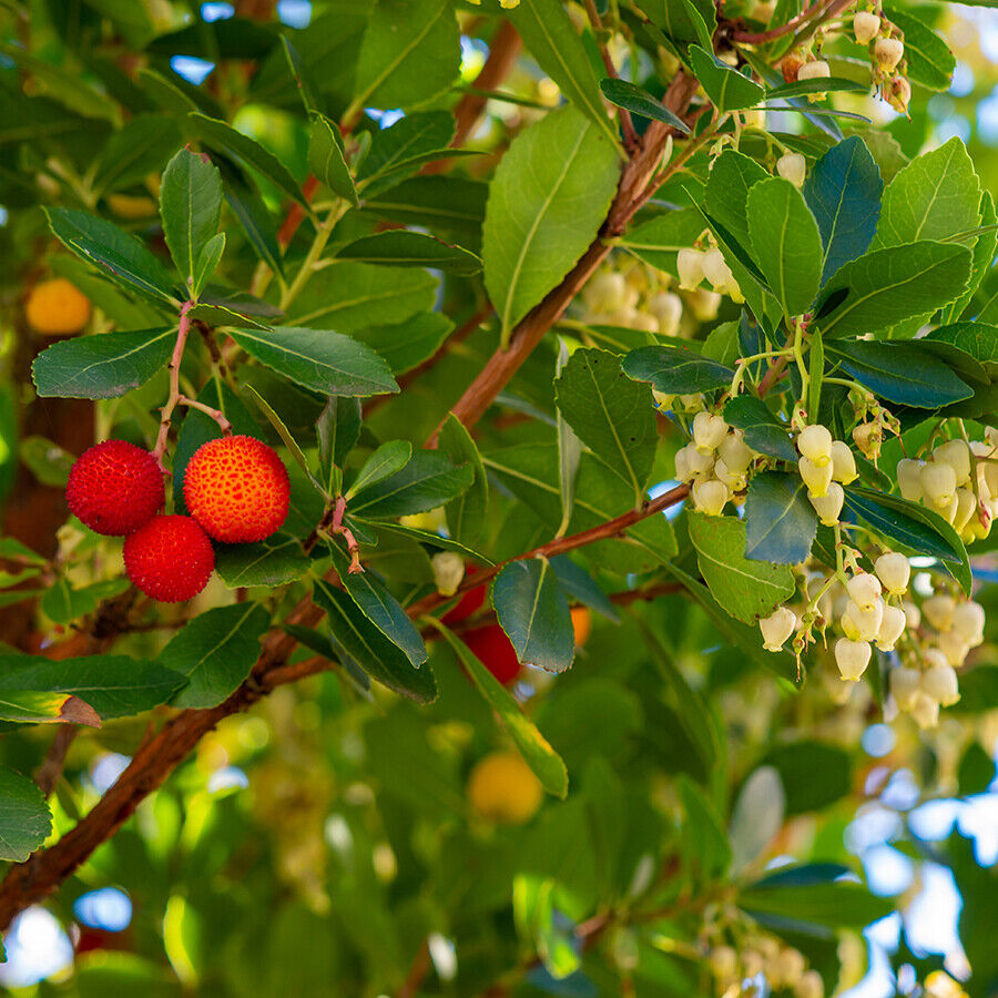 arbutus-unedo