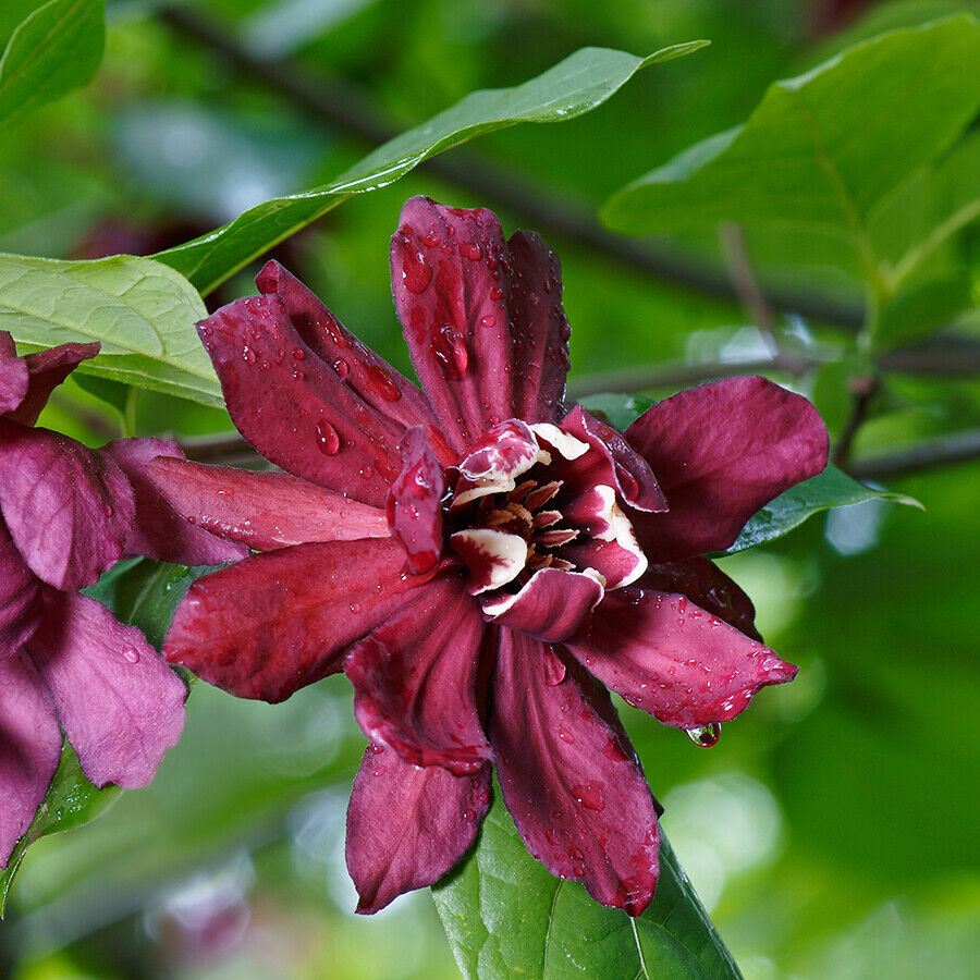 calycanthus-raul-hartlage-win