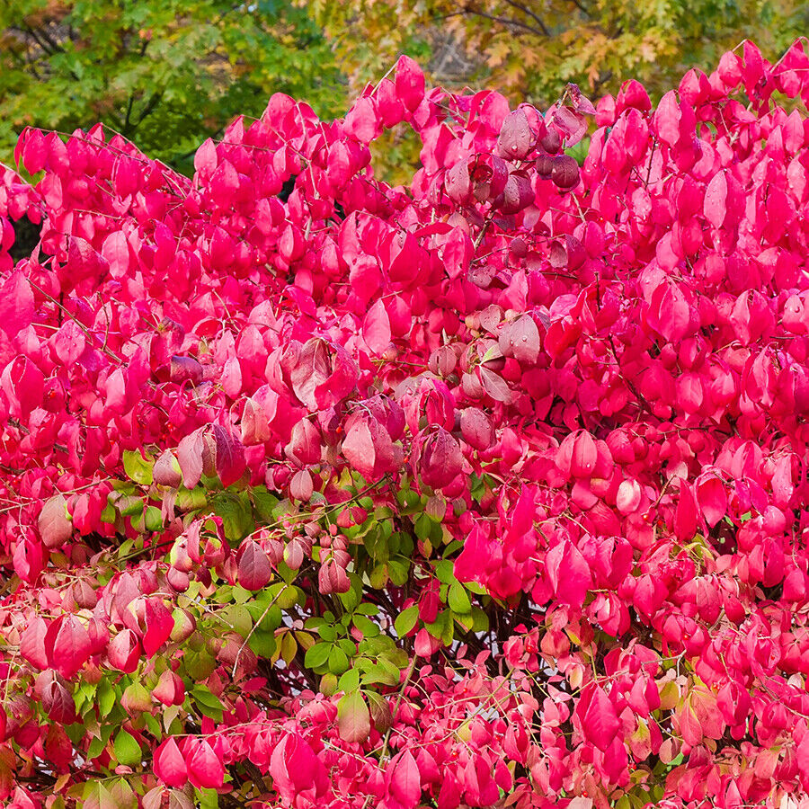euonymus-alatus