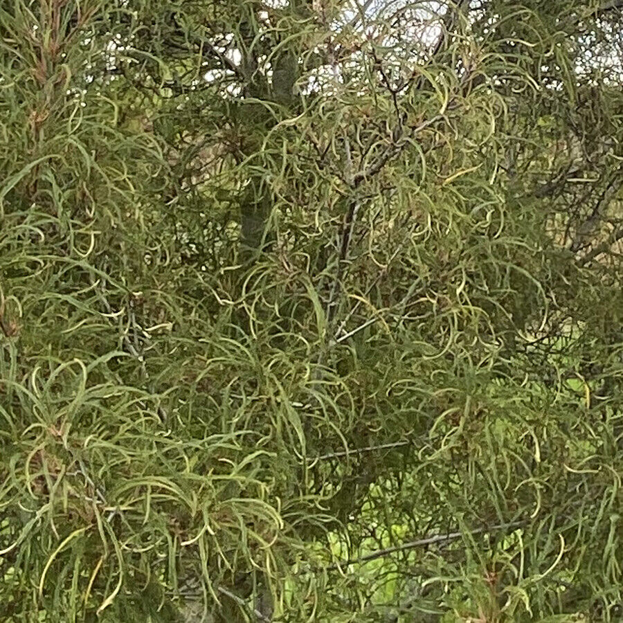 frangula-alnus-aspleniifolia