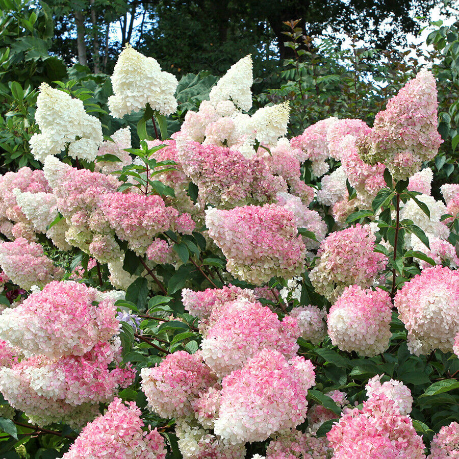 hydrangea-pan-vanille-fraise