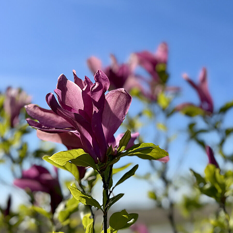 magnolia-susan