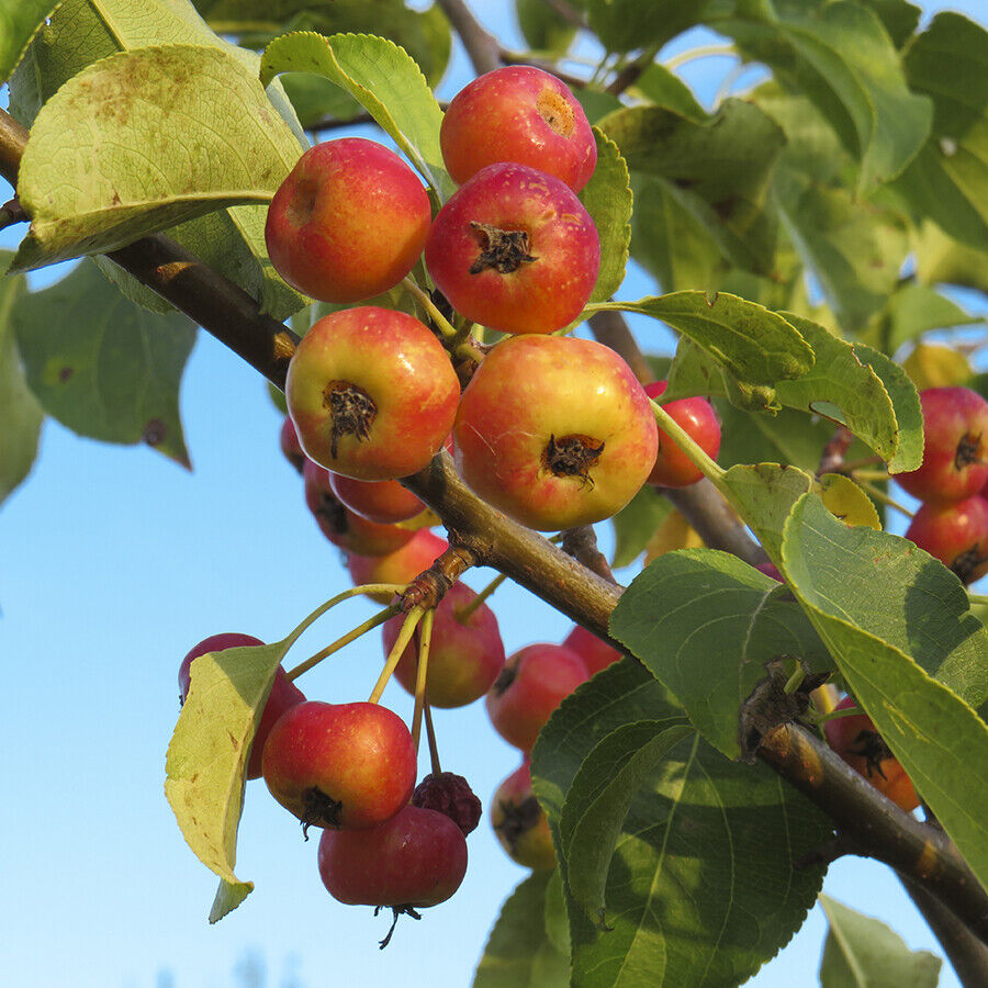 malus-adirondack