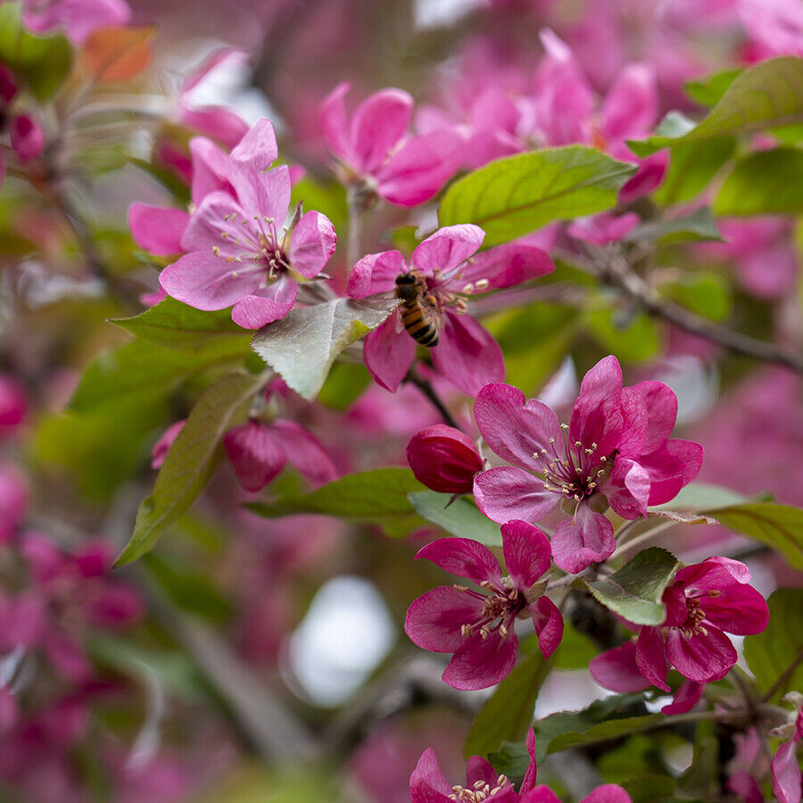 malus-toringo