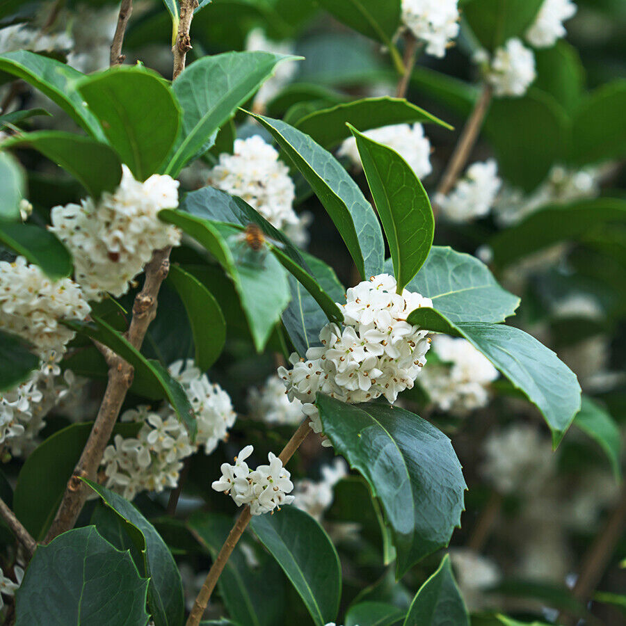osmanthus-burkwoodii