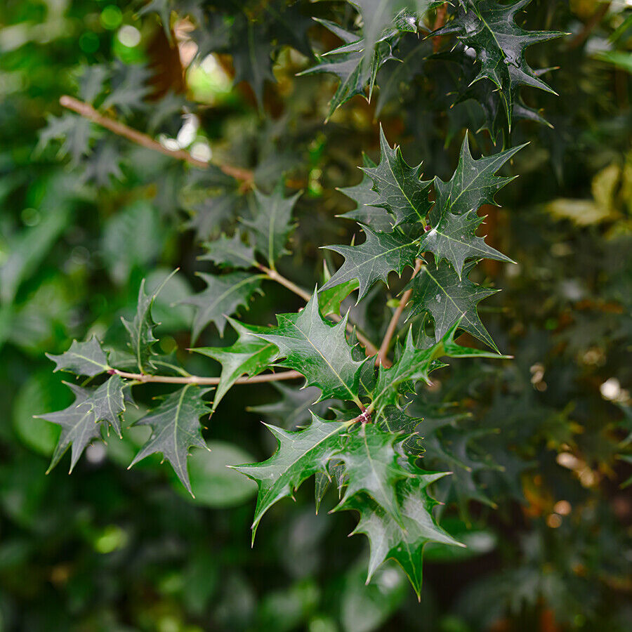 osmanthus-heterophyllus