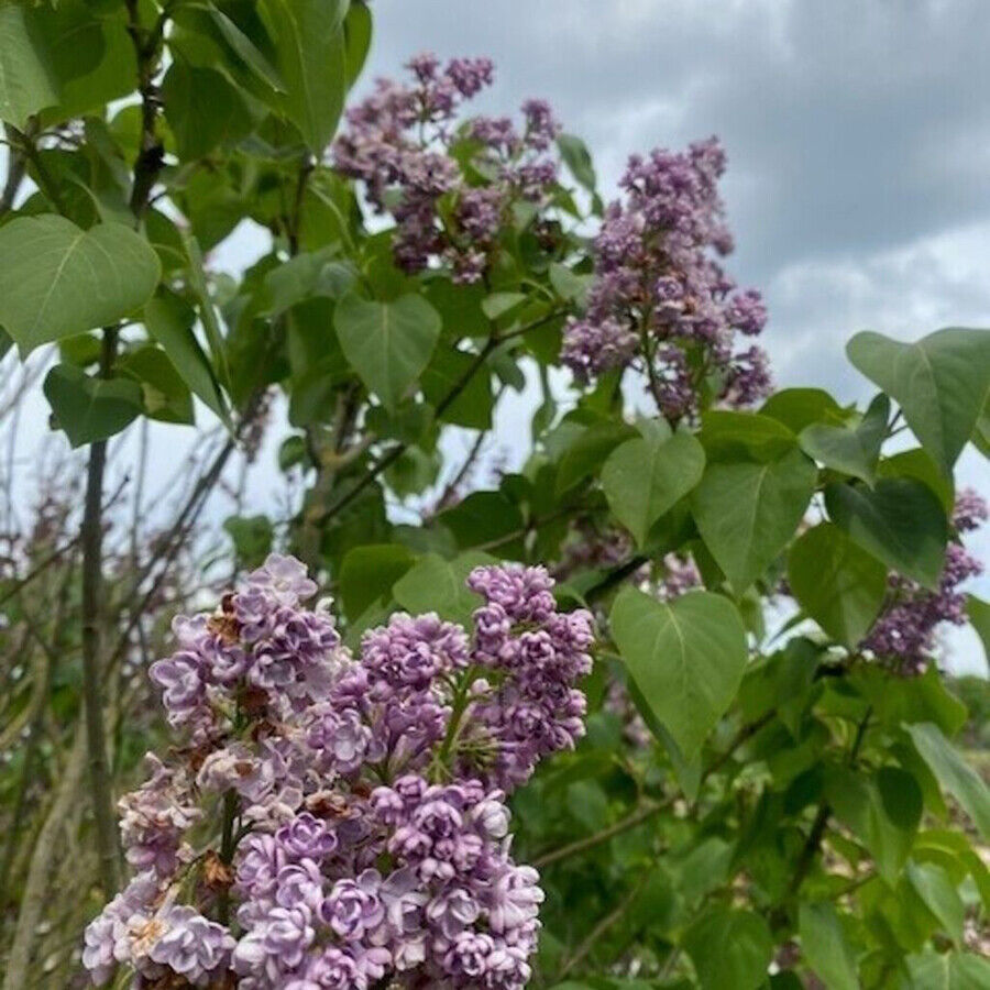 seringa-vulgaris-michel-buchn