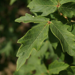 Acer griceum