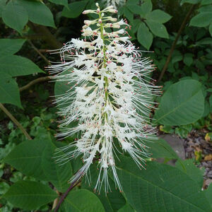 Aesculus parviflora