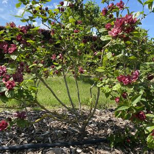 Calycanthus raul. Hartlage win