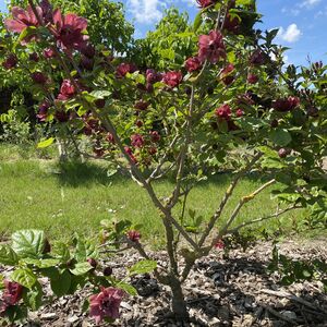 Calycanthus raul. Hartlage win