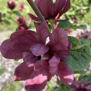 Calycanthus raul. Hartlage win