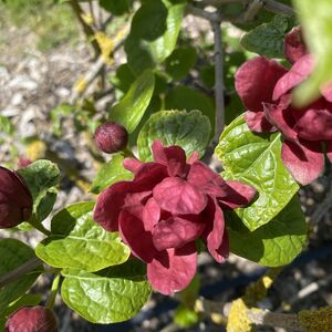 Calycanthus raul. Hartlage win