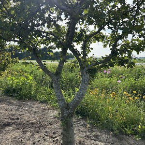 Carpinus Betulus