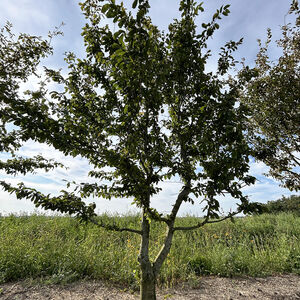 Carpinus Betulus
