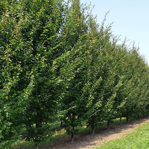 Carpinus betulus