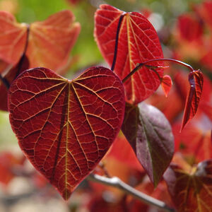 Cercis canadensis Forest Pansy