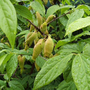 Chimonanthus praecox