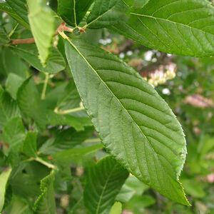 Clethra alnifolia Pink Spire
