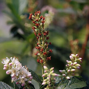 Clethra alnifolia Ruby Spice