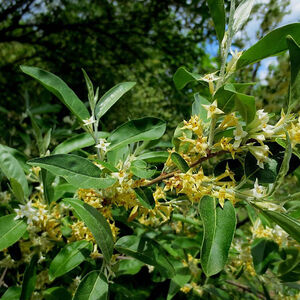 Elaeagnus umbellata Amber