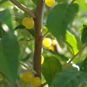 Elaeagnus umbellata Amber