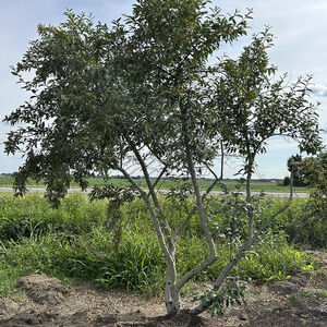 Eleagnus Umbellata Amber
