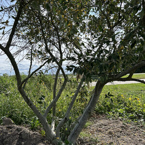 Eleagnus Umbellata Amber