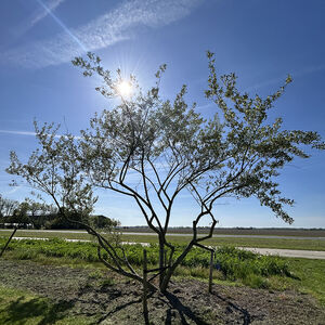 Eleagnus Umbellata Red Cascade