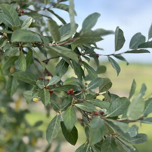 Eleagnus Umbellata Red Cascade