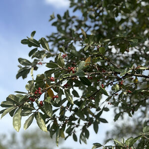 Eleagnus Umbellata Red Cascade
