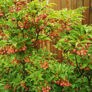Enkianthus campanulatus Red Be