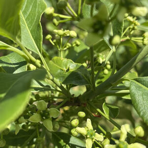 Euonymus Alatus